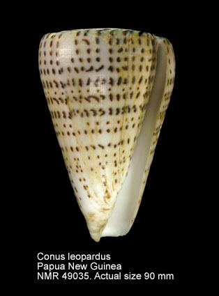 Conus leopardus.jpg - Conus leopardus(Röding,1798)
